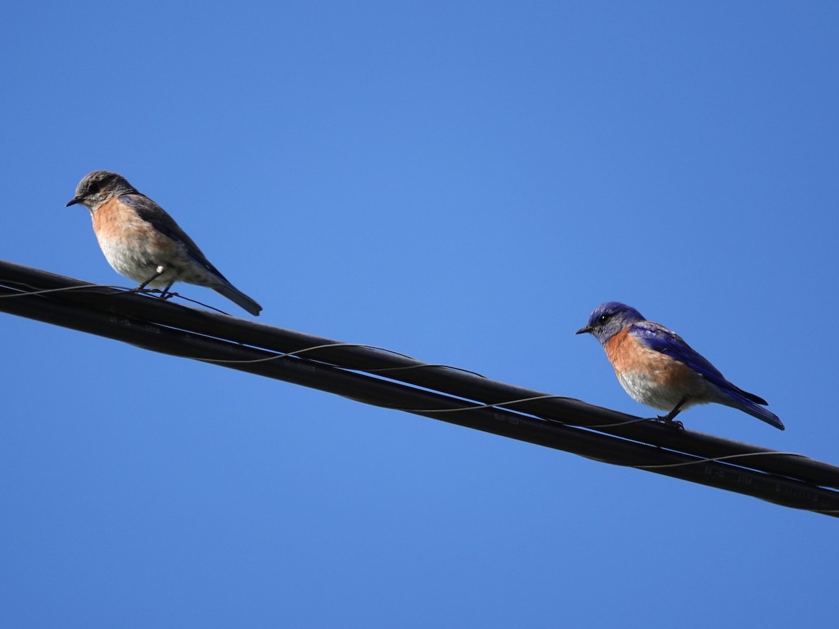 Western Bluebird - ML218262661