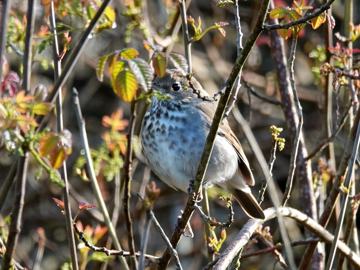 Hermit Thrush - ML218262681