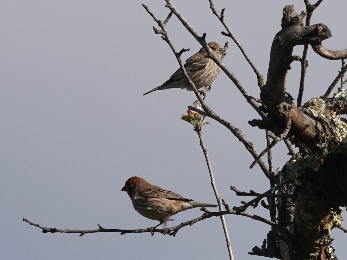 House Finch - ML218262741