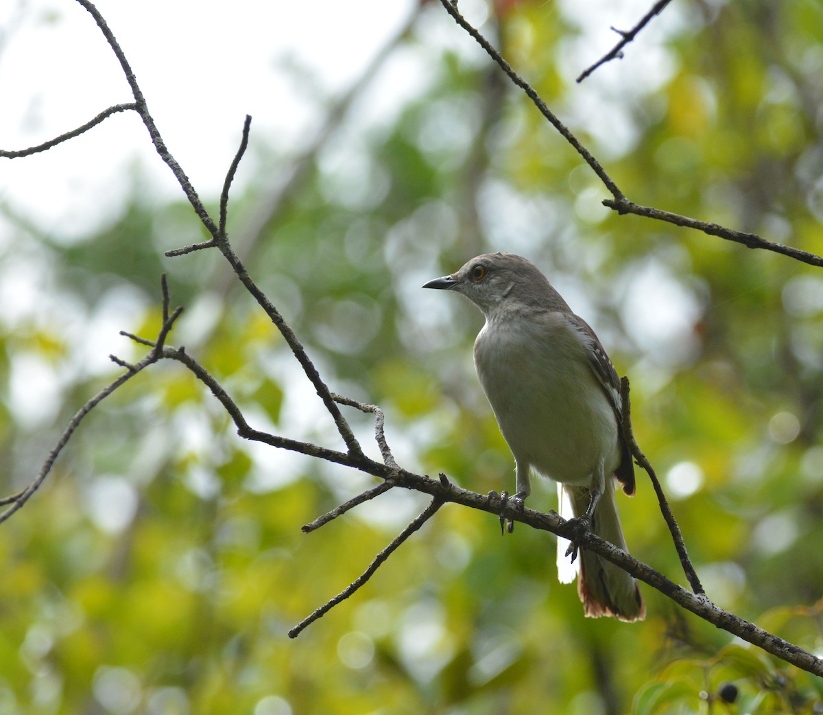 Northern Mockingbird - ML218263111