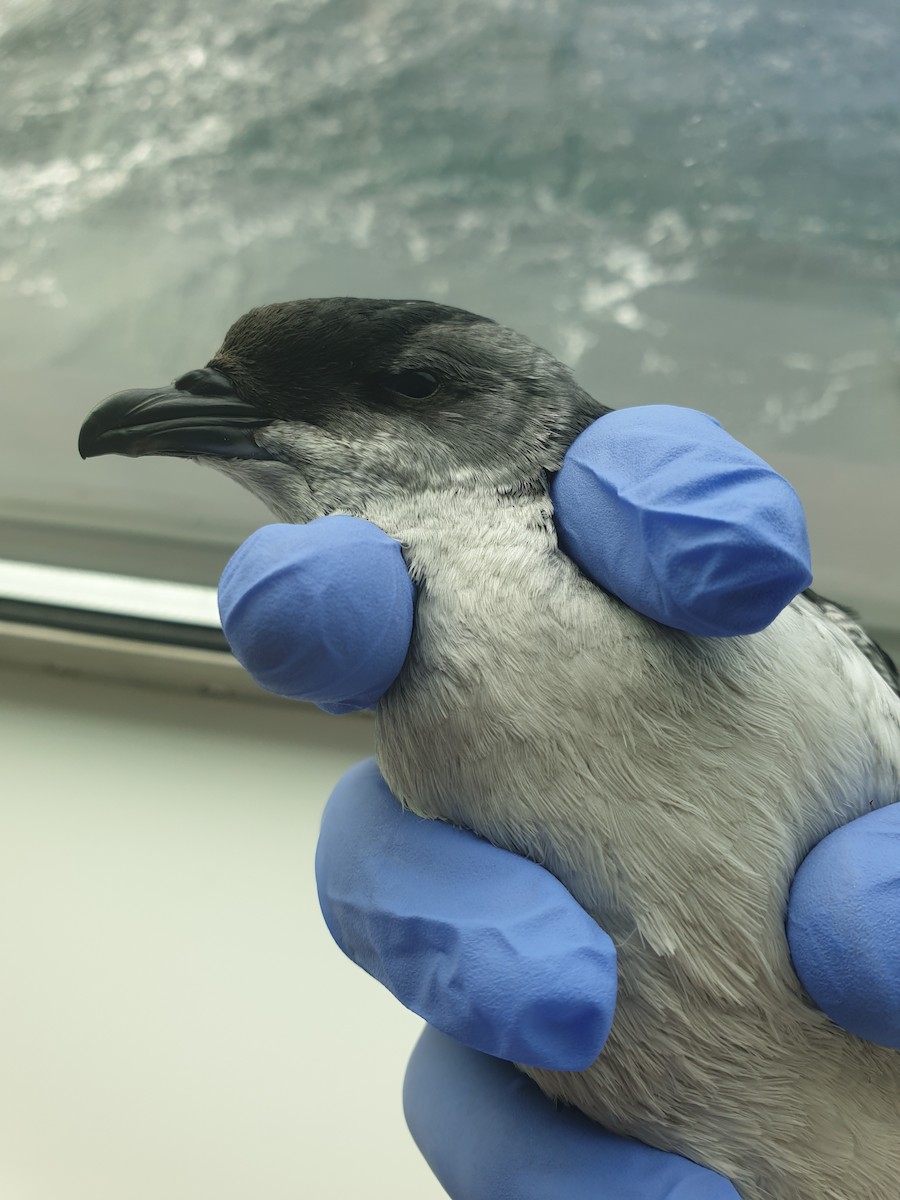 South Georgia Diving-Petrel - ML218265581