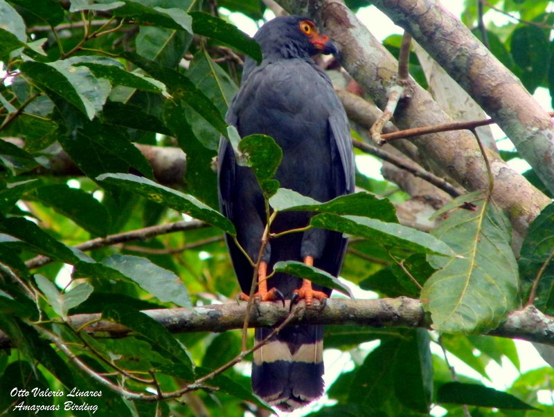 Slate-colored Hawk - Otto Valerio   Amazonas Birding