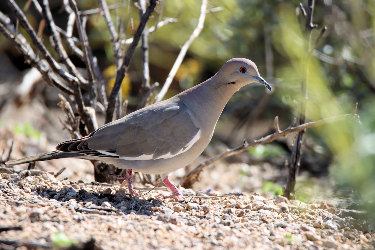 White-winged Dove - ML218266531