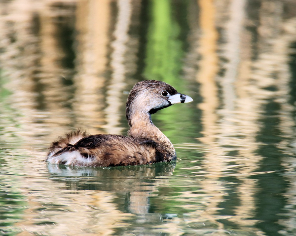 Pied-billed Grebe - ML218266781