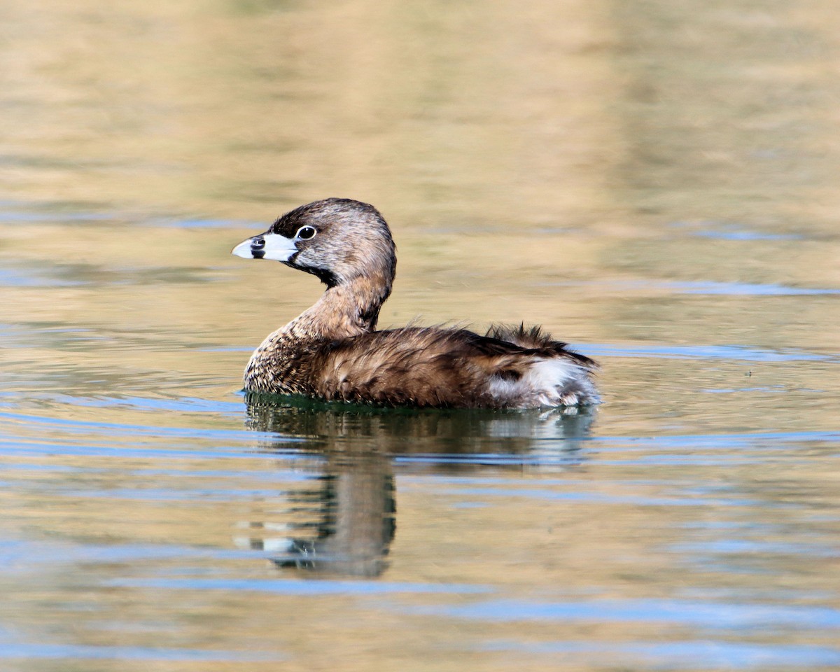 Pied-billed Grebe - ML218266791