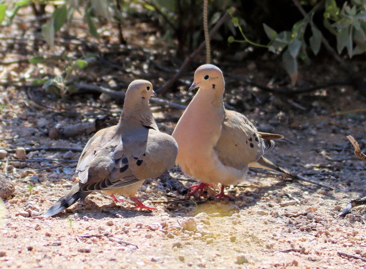 Mourning Dove - ML218266861