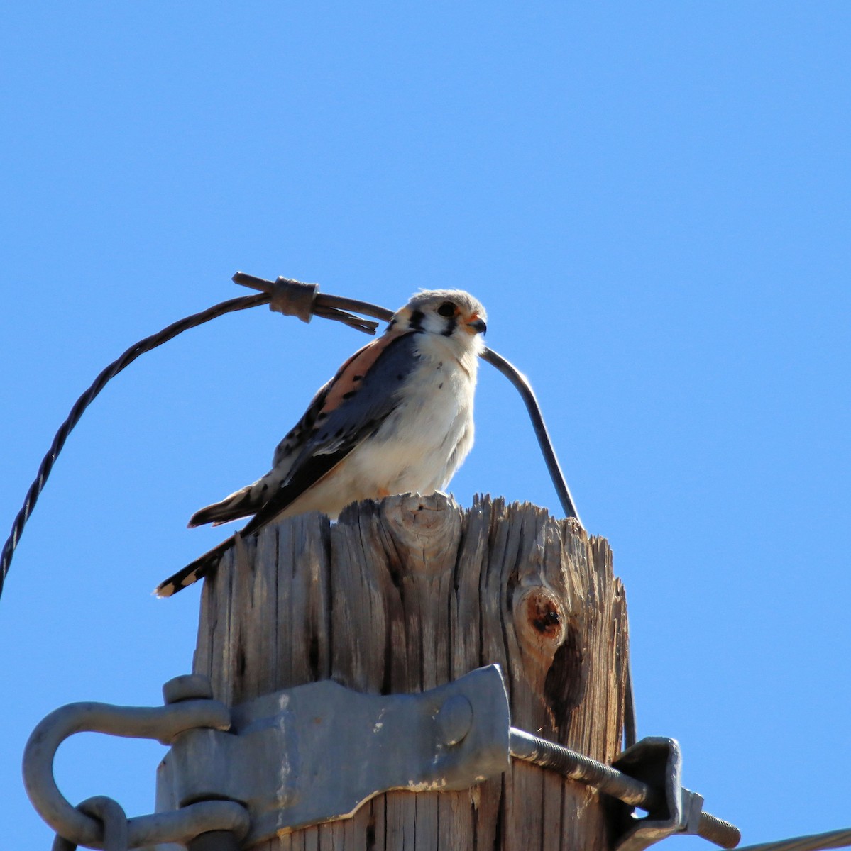 American Kestrel - ML218267161