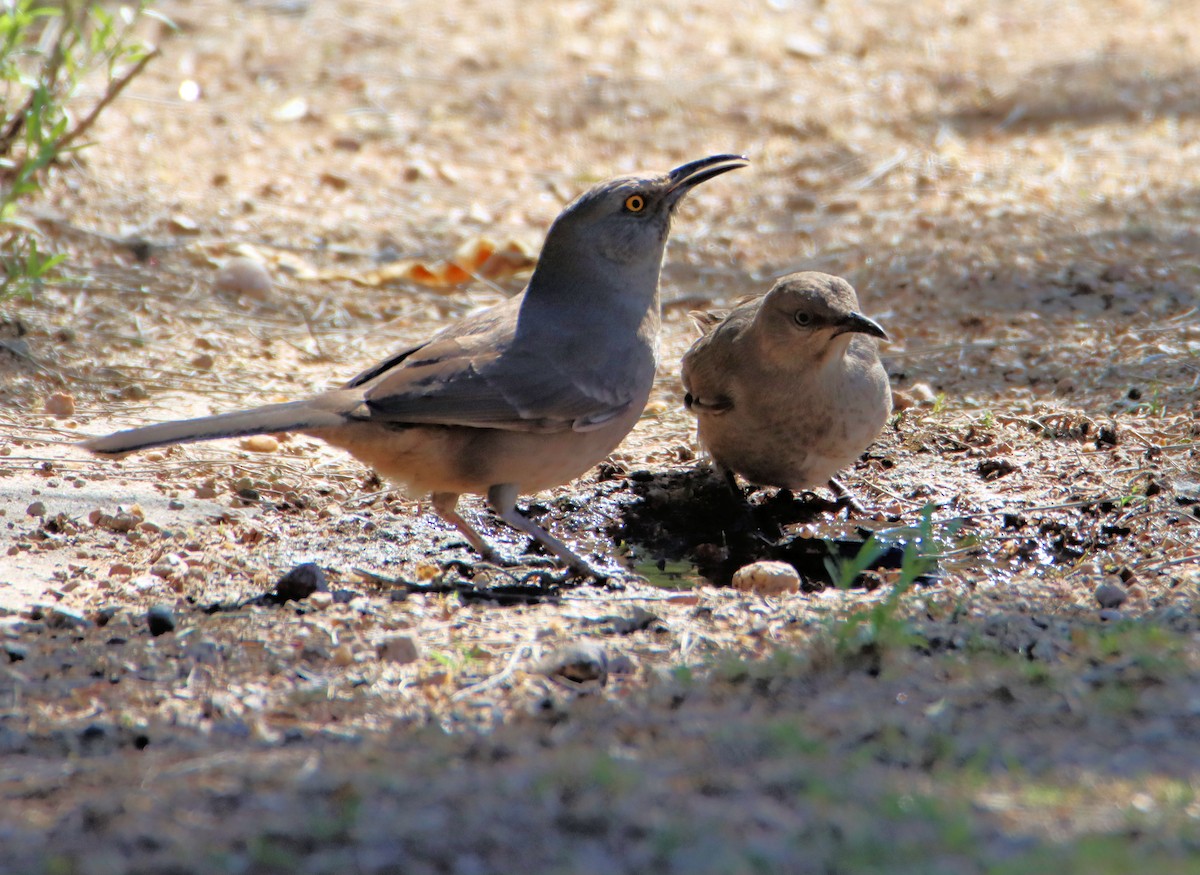 Curve-billed Thrasher - ML218268171