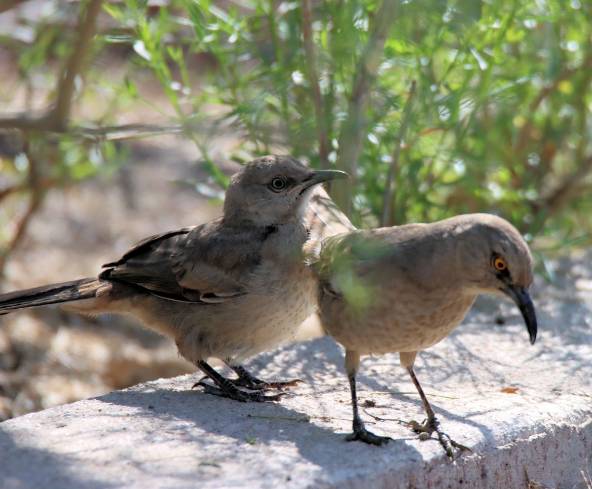 Curve-billed Thrasher - ML218268191