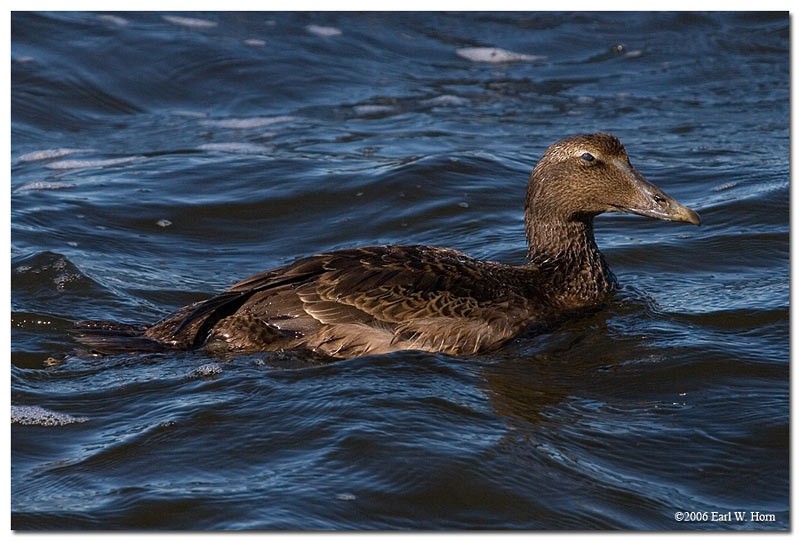 Common Eider - Earl Horn