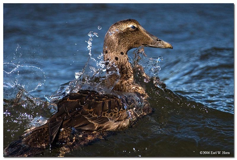 Common Eider - Earl Horn