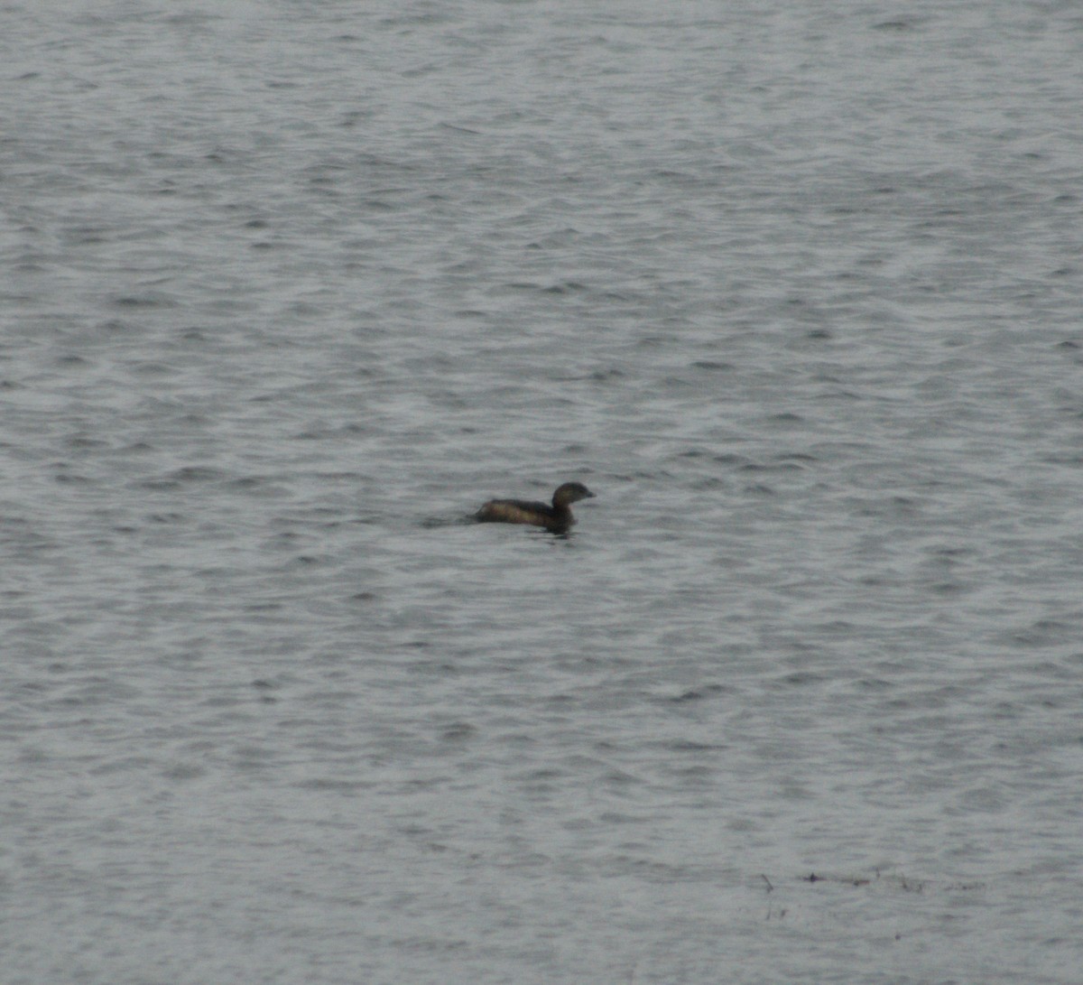 Pied-billed Grebe - ML218268811