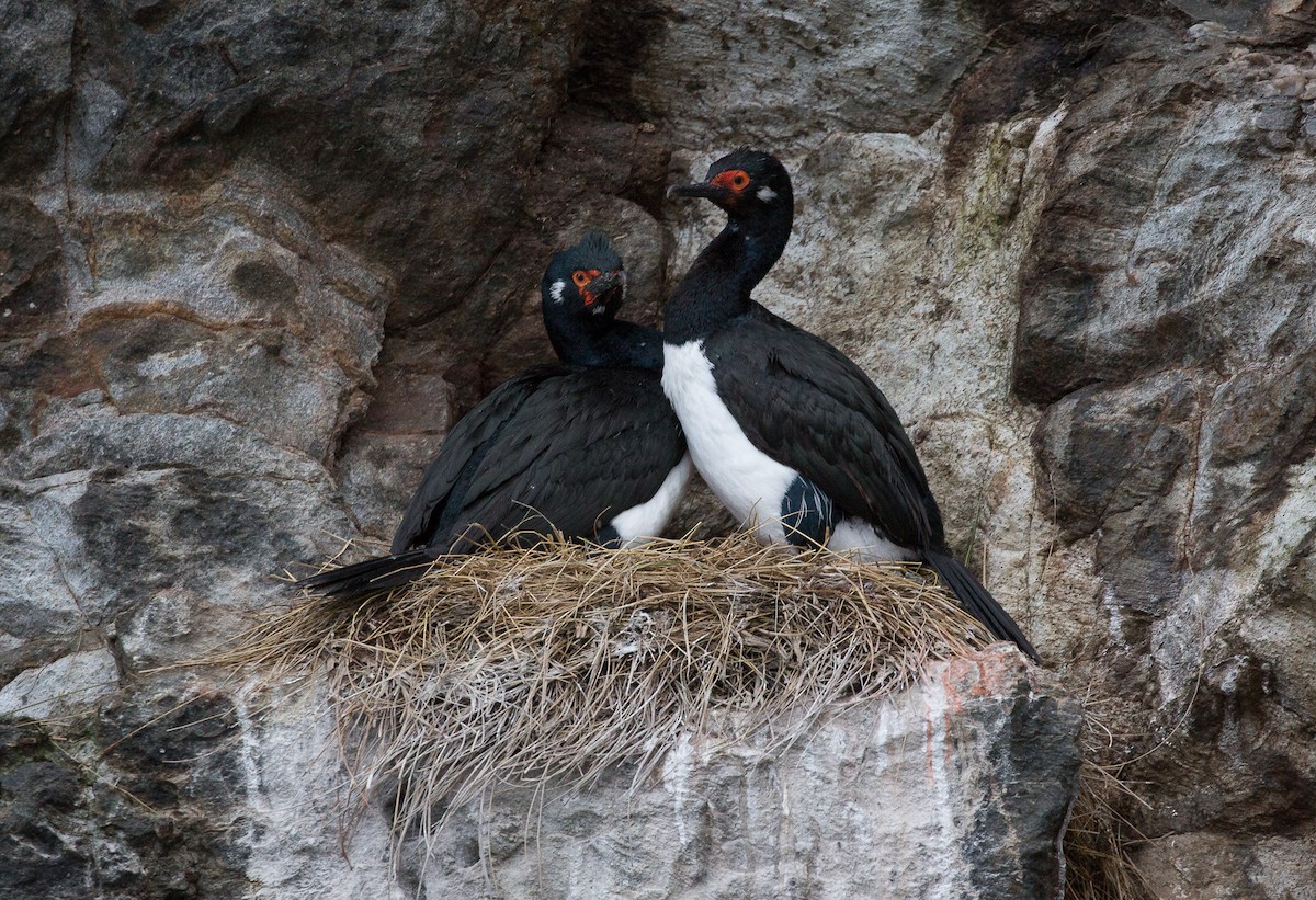 Magellanic Cormorant - Santiago Imberti