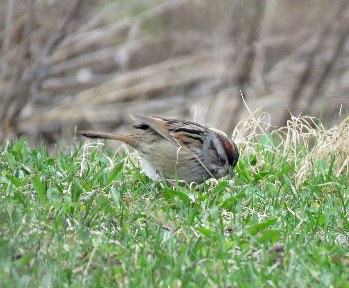 Swamp Sparrow - ML218272261