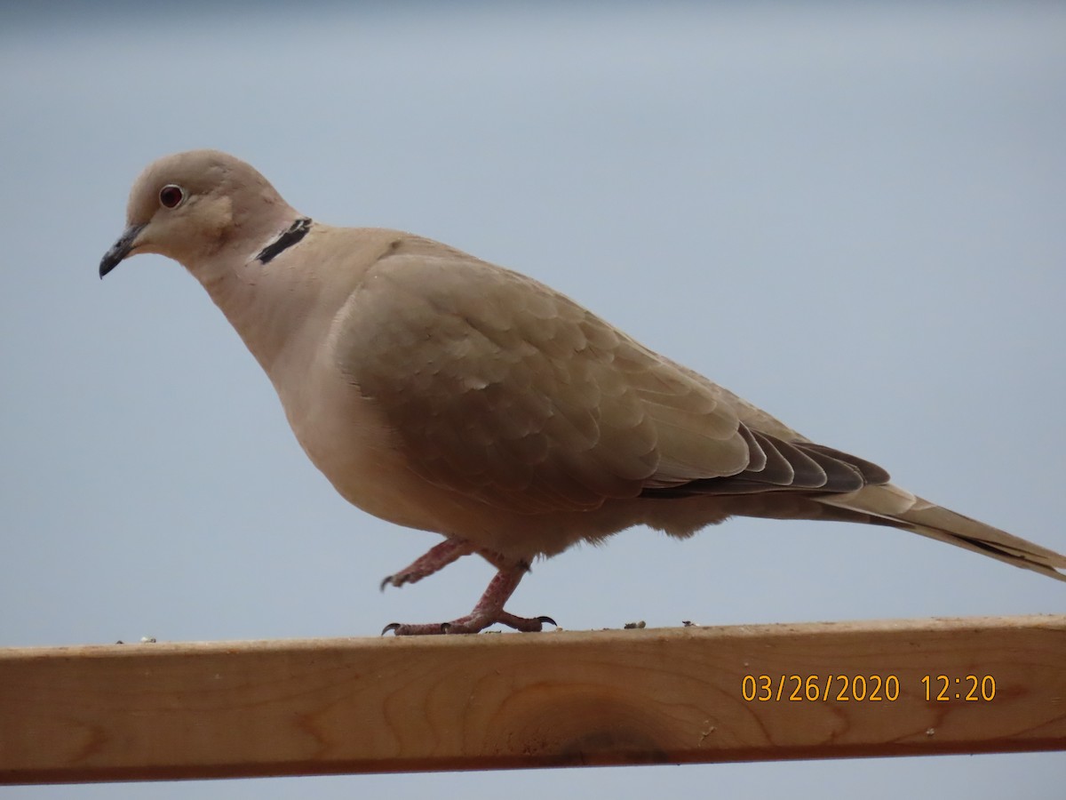 Eurasian Collared-Dove - Cathleen Burns