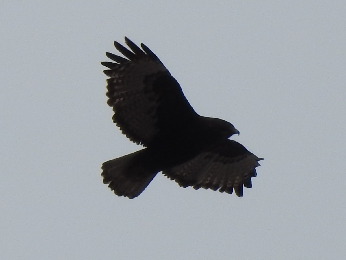 Red-tailed Hawk - ML218273031