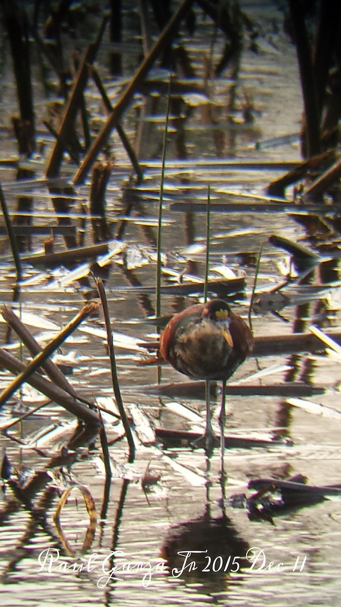 Northern Jacana - ML21827371