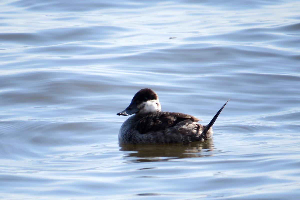 Ruddy Duck - ML218273821