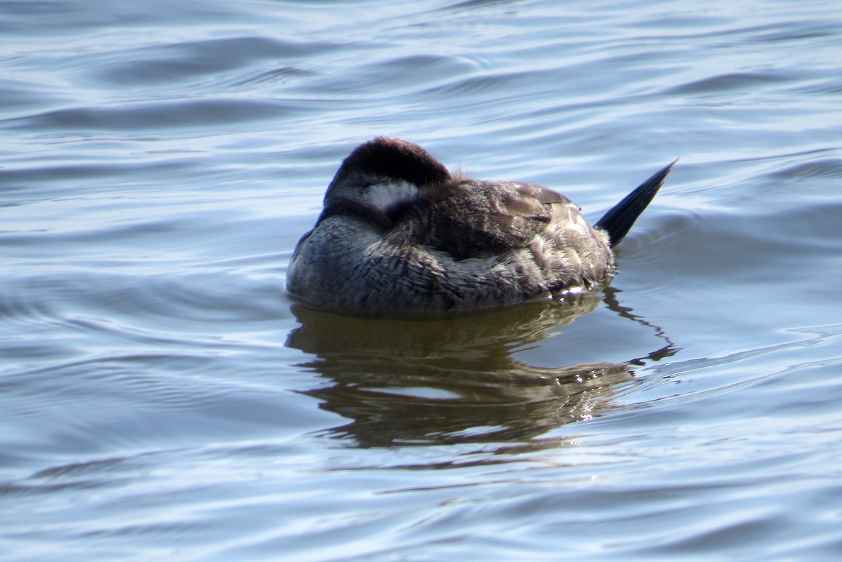 Ruddy Duck - ML218273971