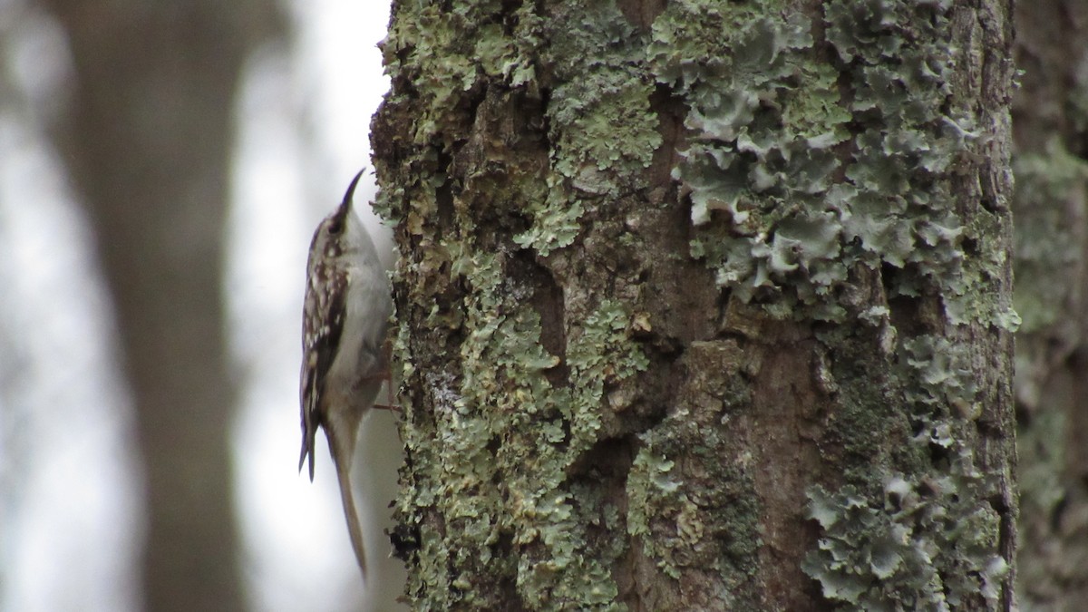 Brown Creeper - ML218274701