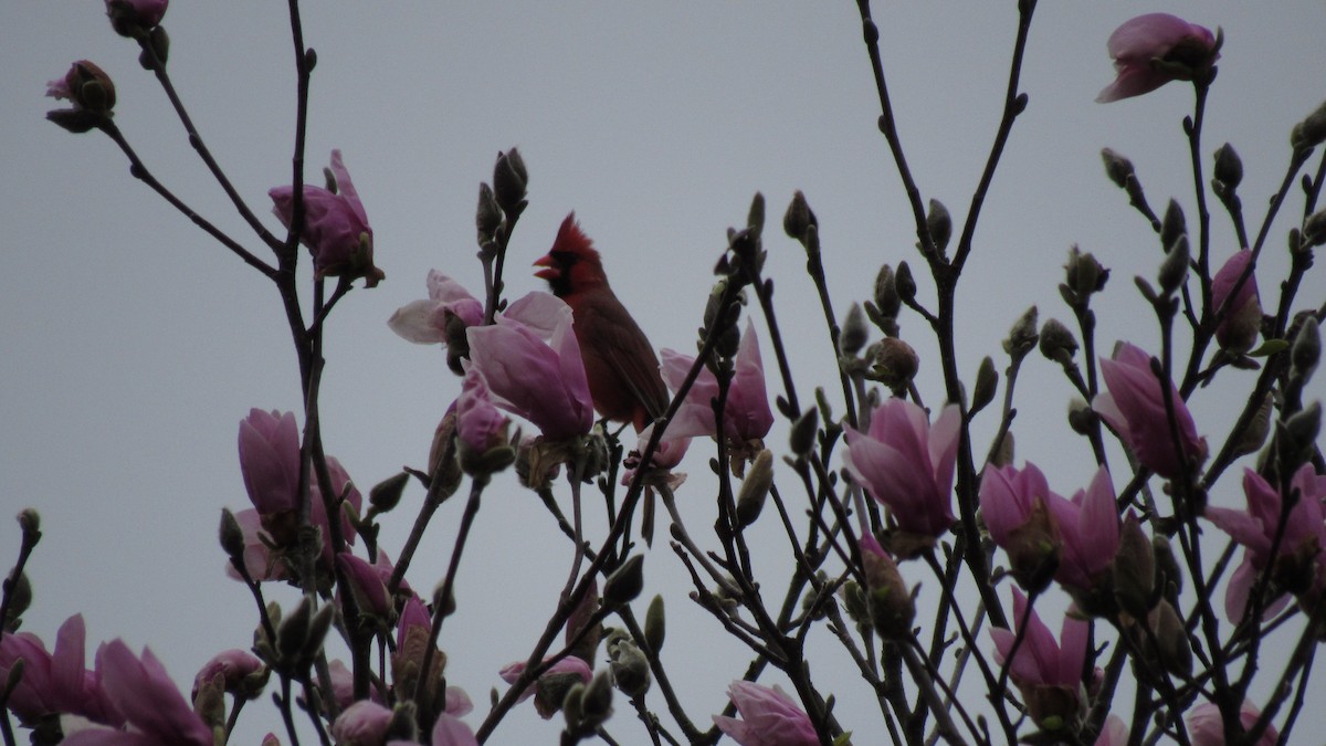 Northern Cardinal - Anonymous