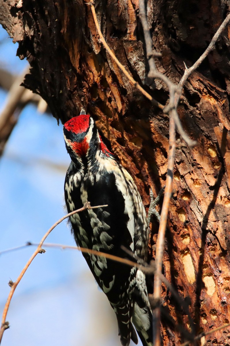 Red-naped Sapsucker - ML218275801