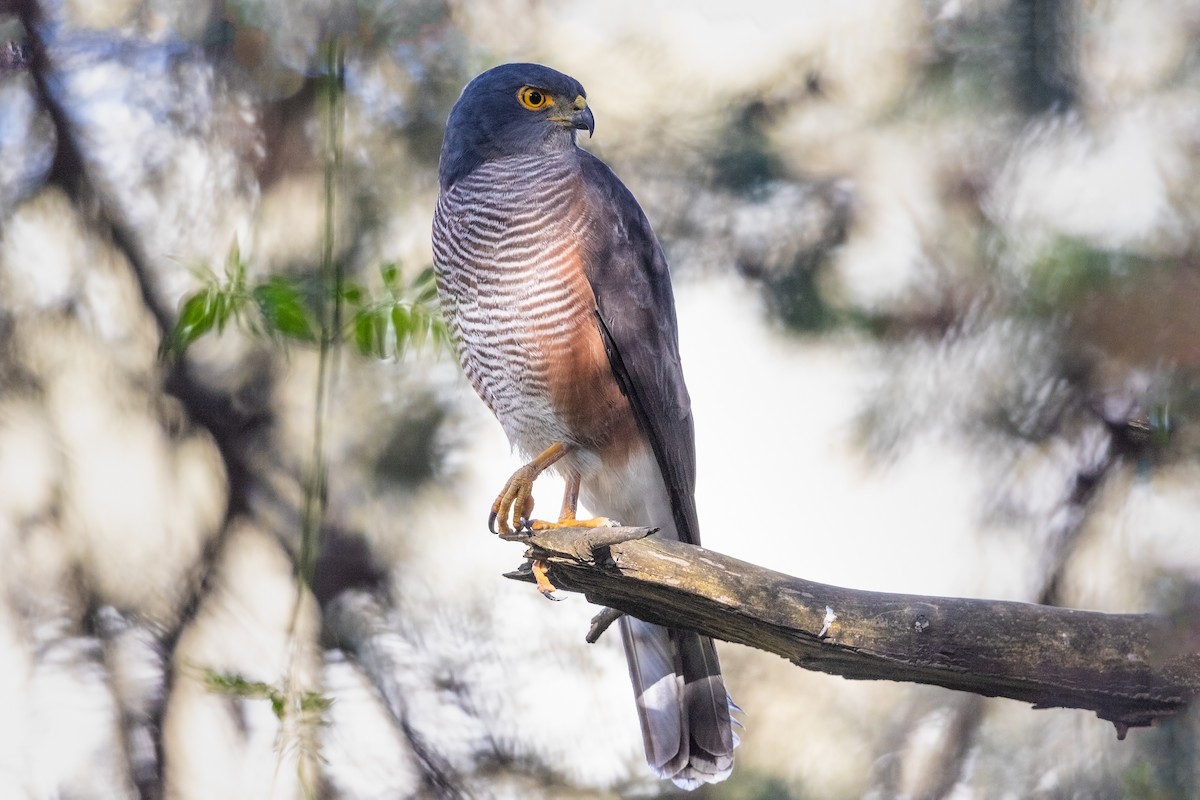 African Goshawk (Ethiopian) - Stefan Hirsch