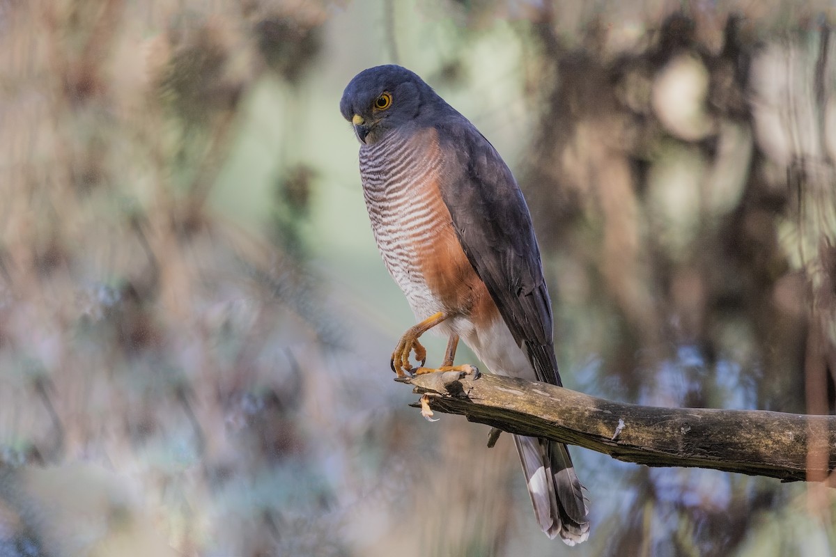 African Goshawk (Ethiopian) - ML218276311