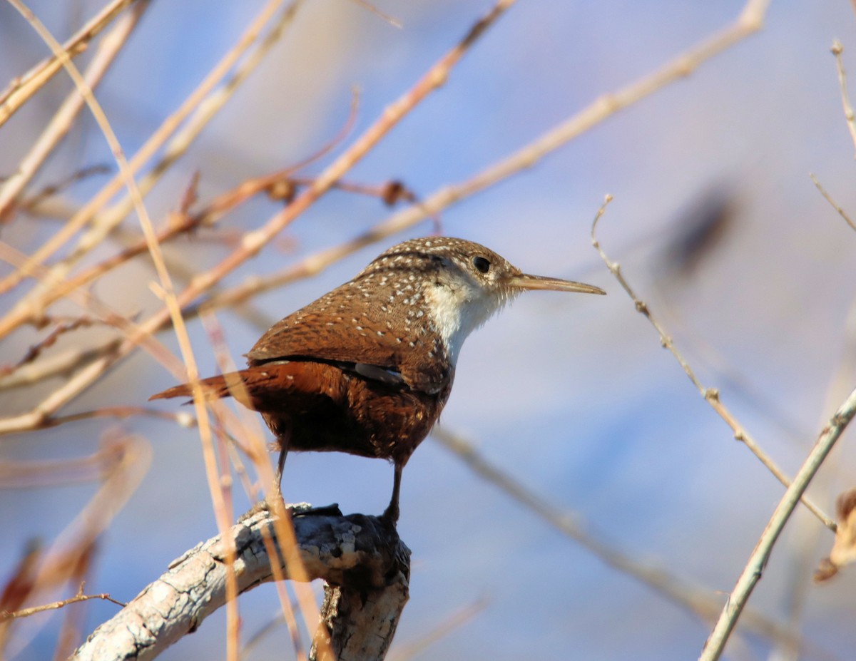 Canyon Wren - ML218277481