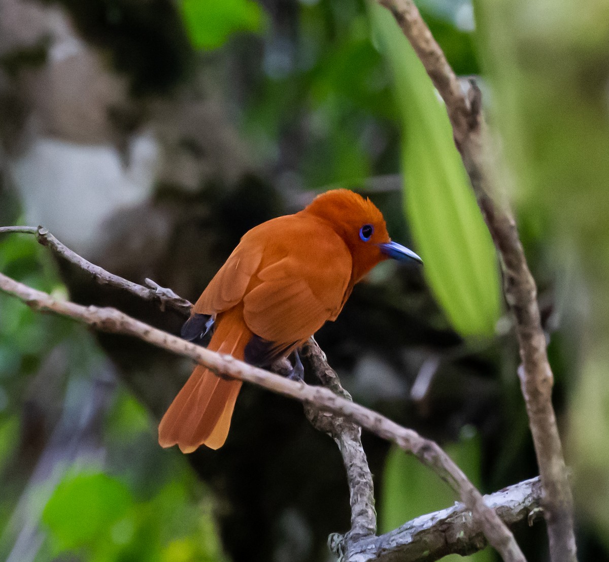 Rufous Paradise-Flycatcher - ML218278501