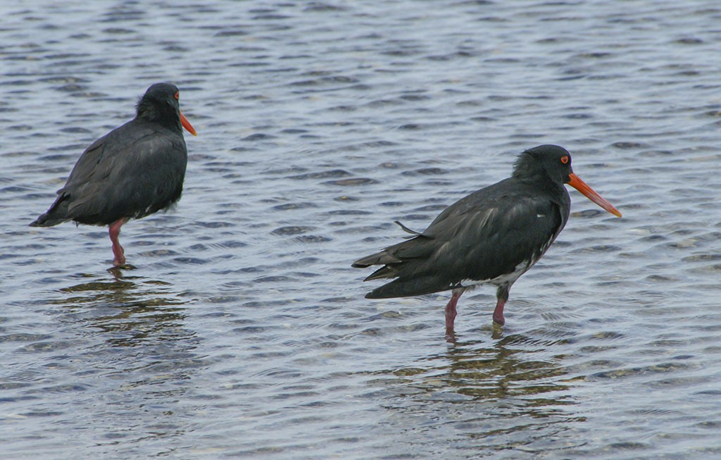 Neuseeland-Austernfischer - ML218279391