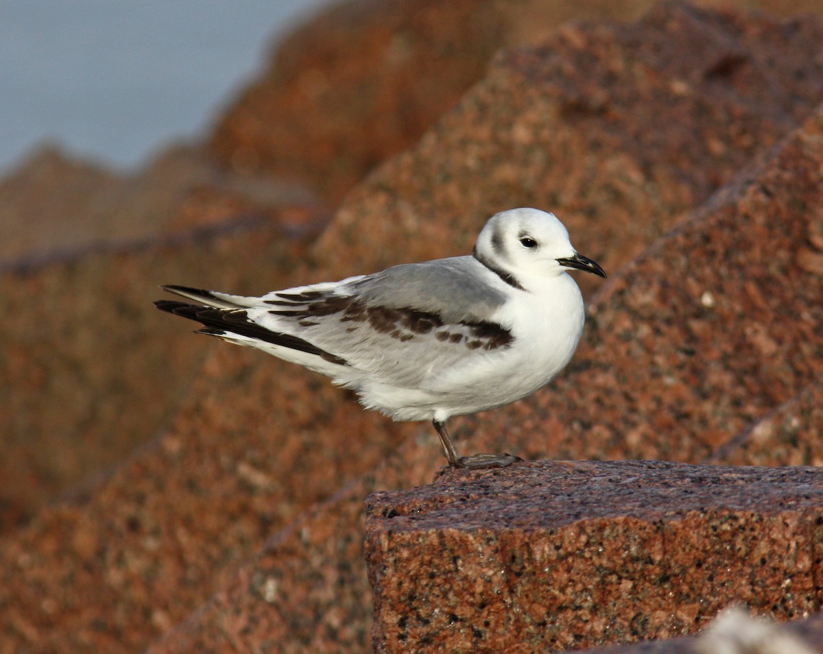 Black-legged Kittiwake - ML218284441