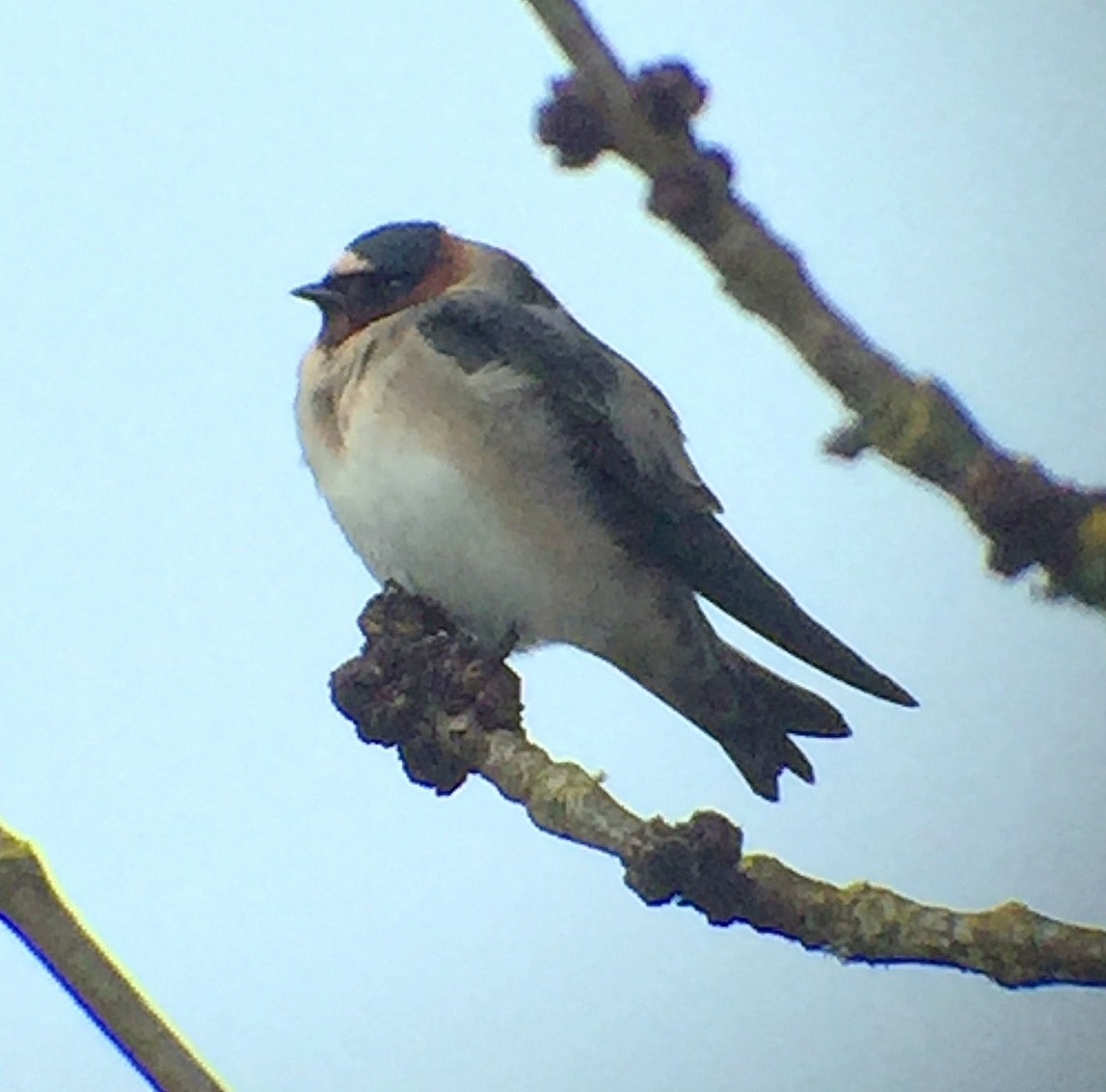 Cliff Swallow - ML218285081