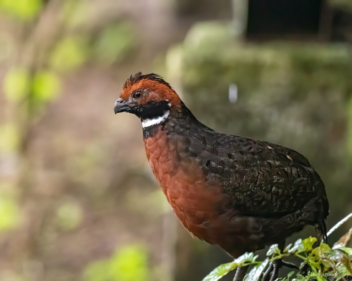 Rufous-fronted Wood-Quail - Mel Senac