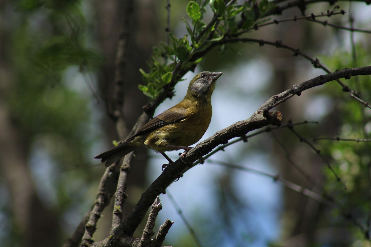 Patagonian Sierra Finch - ML218288181