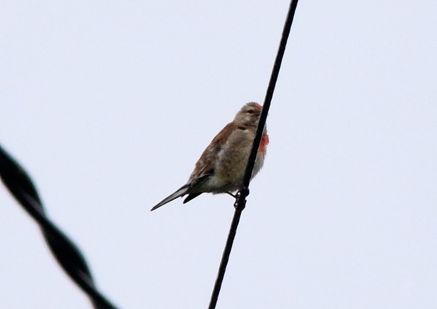 Eurasian Linnet - ML218288191