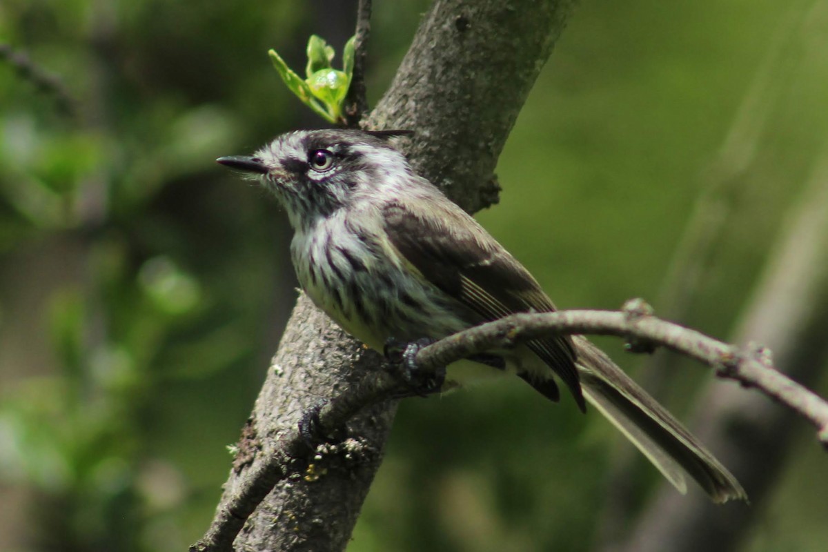 Tufted Tit-Tyrant - Ezequiel Racker