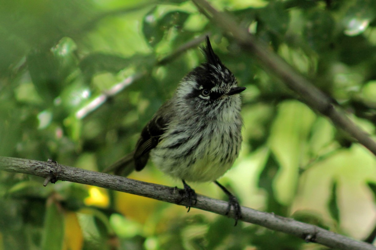 Tufted Tit-Tyrant - ML218288301