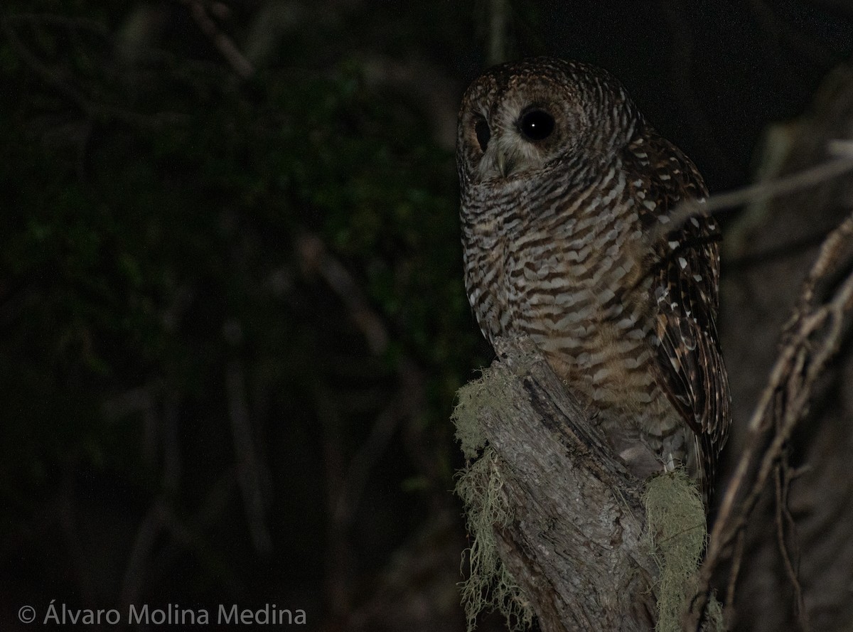 Rufous-legged Owl - ML218289461