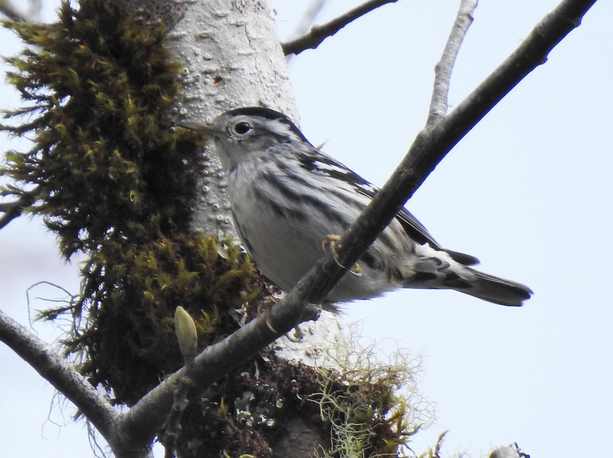 Black-and-white Warbler - ML218289931
