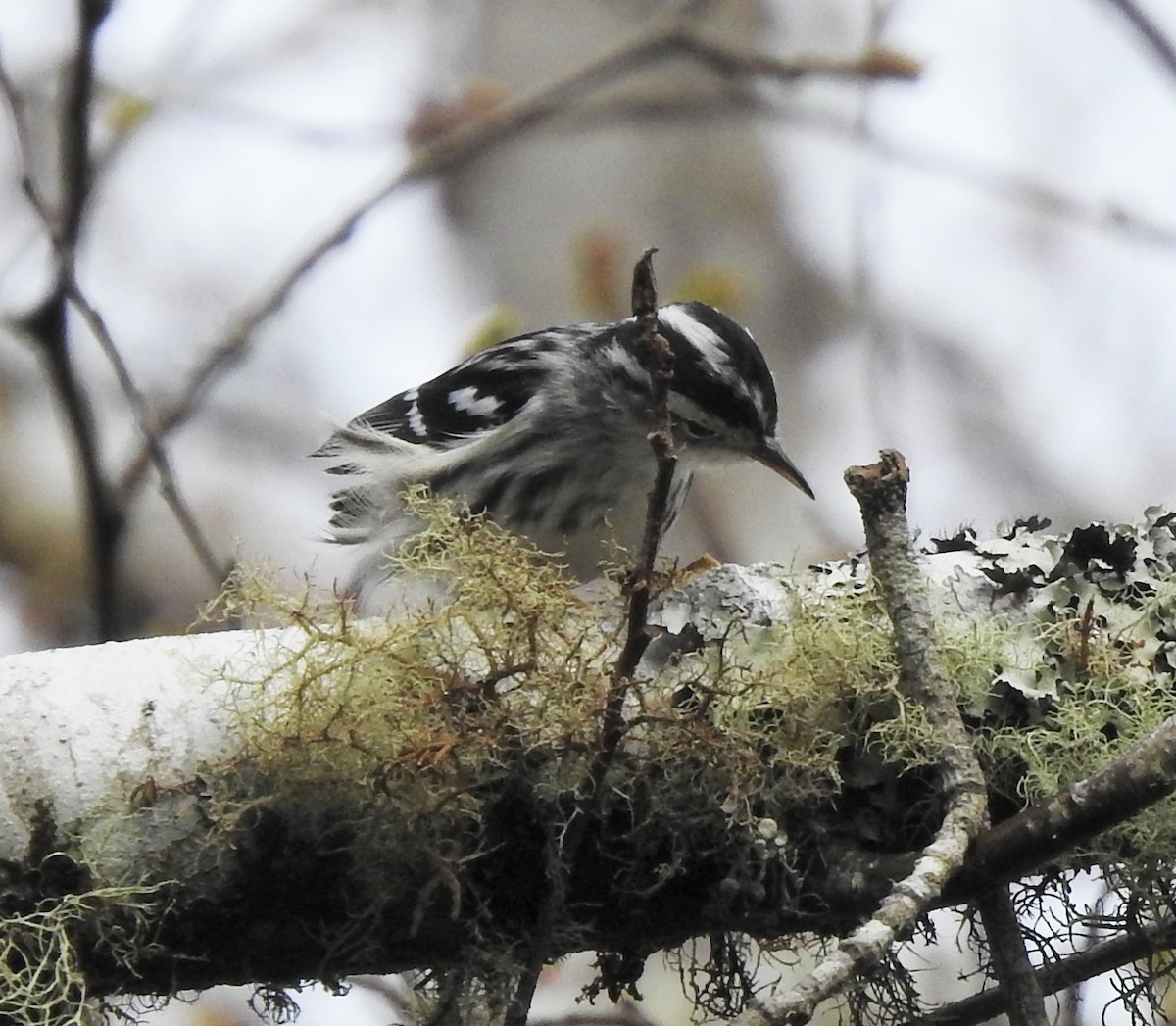 Black-and-white Warbler - ML218289951