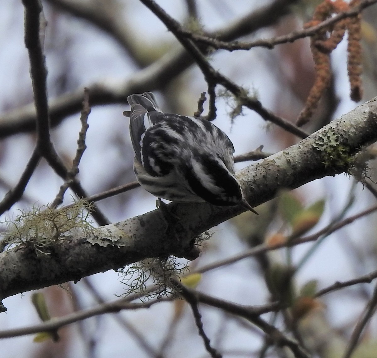 Black-and-white Warbler - ML218289961