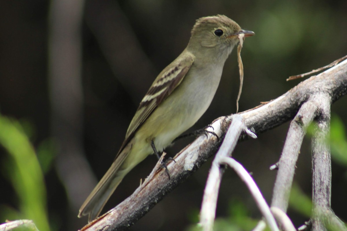White-crested Elaenia - ML218290111