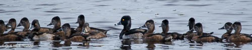 Ring-necked Duck - ML21829081