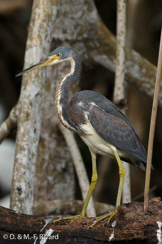 Tricolored Heron - Denis Rivard