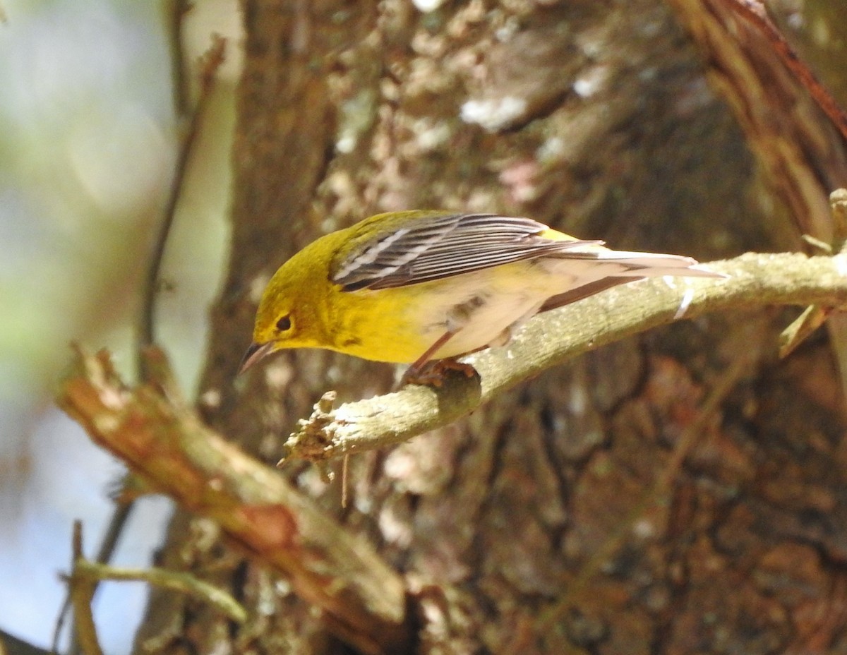 Pine Warbler - ML218292241