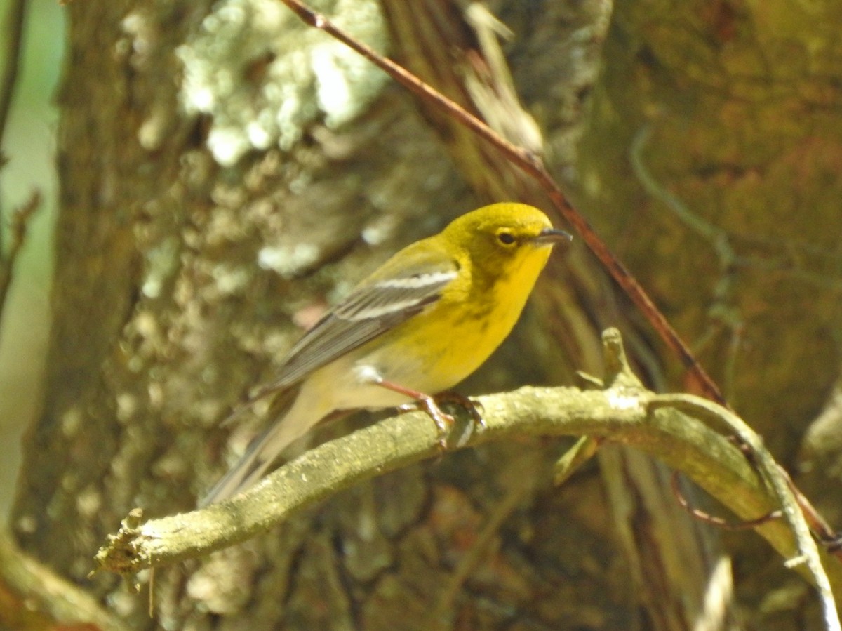 Pine Warbler - ML218292251