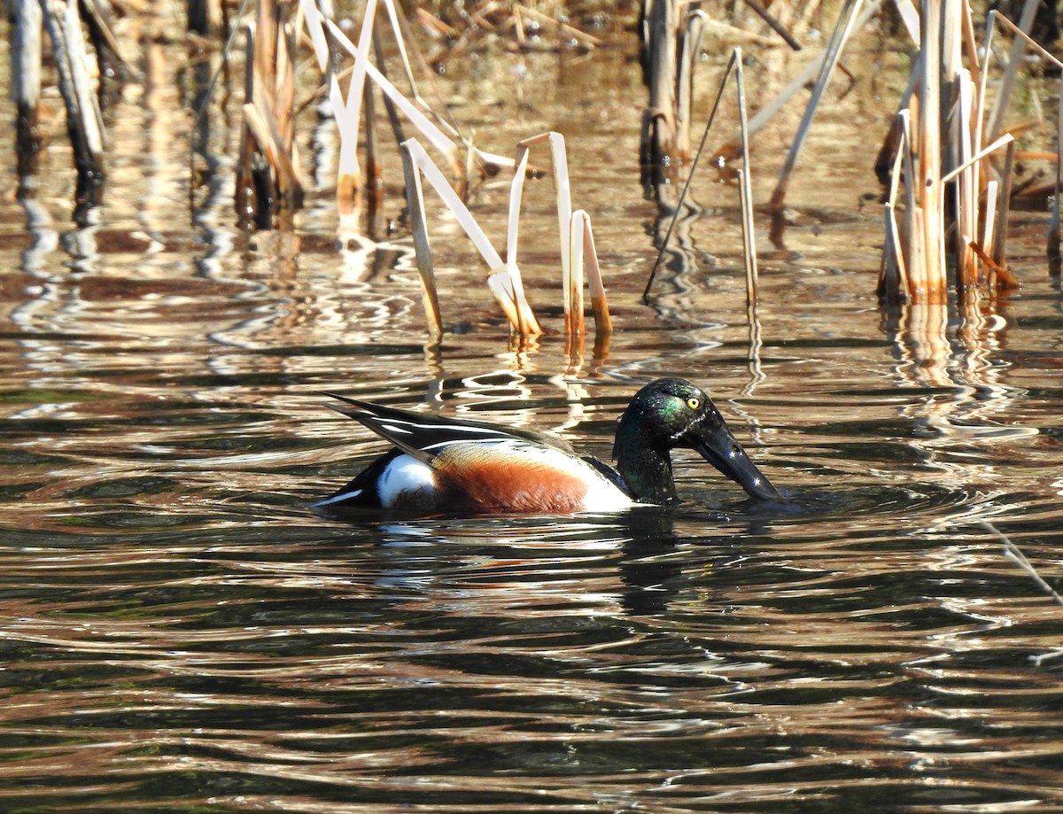 Northern Shoveler - Mary Alley