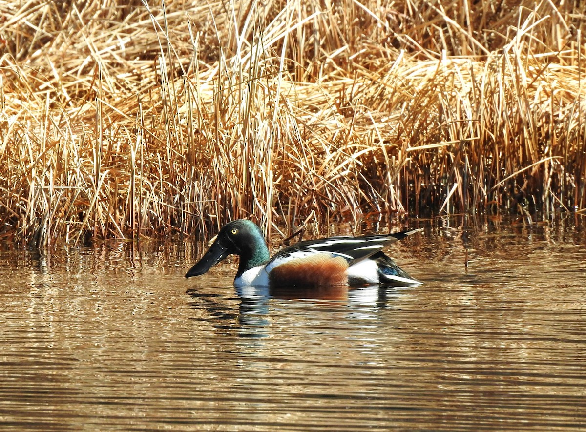 Northern Shoveler - Mary Alley