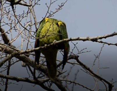 Turquoise-fronted Parrot - ML218293181